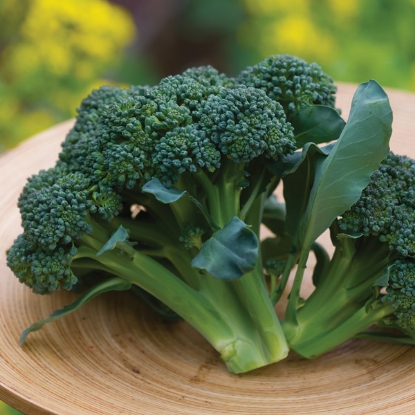 Picture of Calabrese (Broccoli) Sun King F1